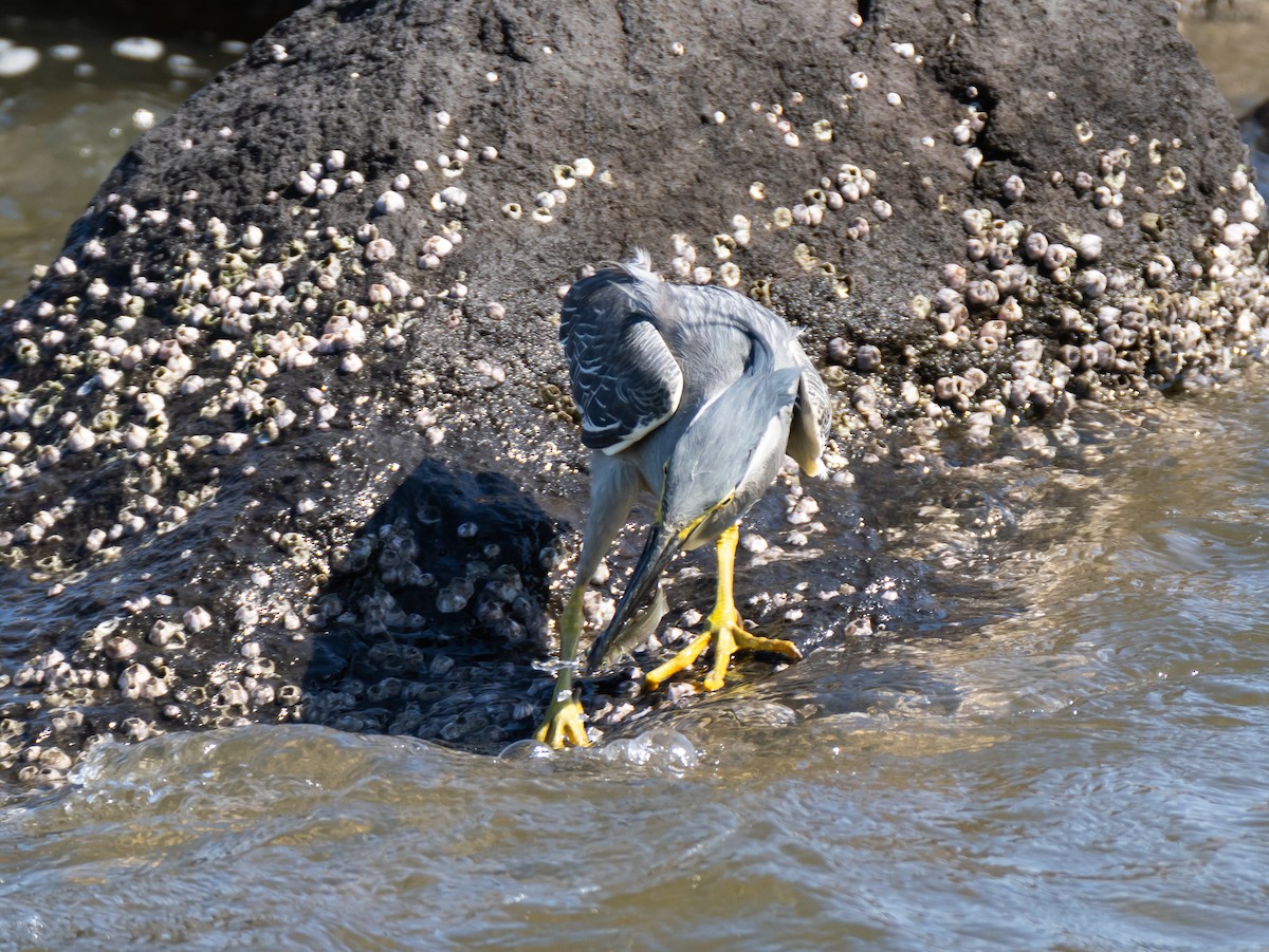 Striated Heron - Hiroyuki Tamura