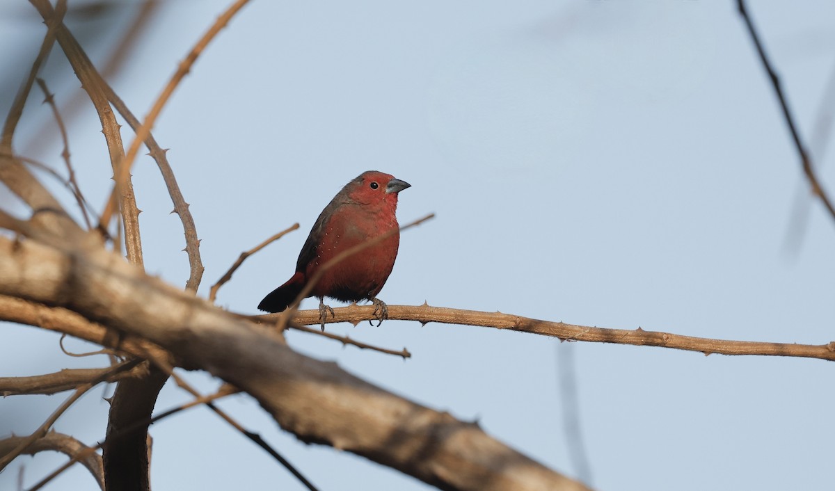 Mali Firefinch - ML620486390