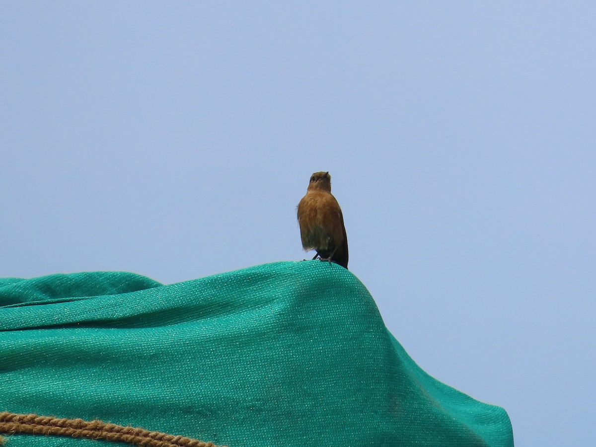 Brown Rock Chat - ML620486391