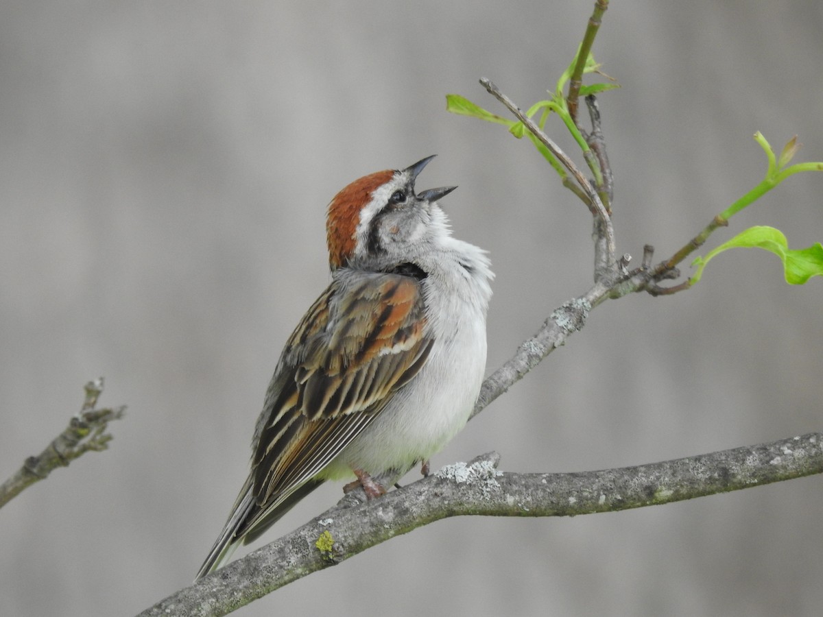 Chipping Sparrow - ML620486394