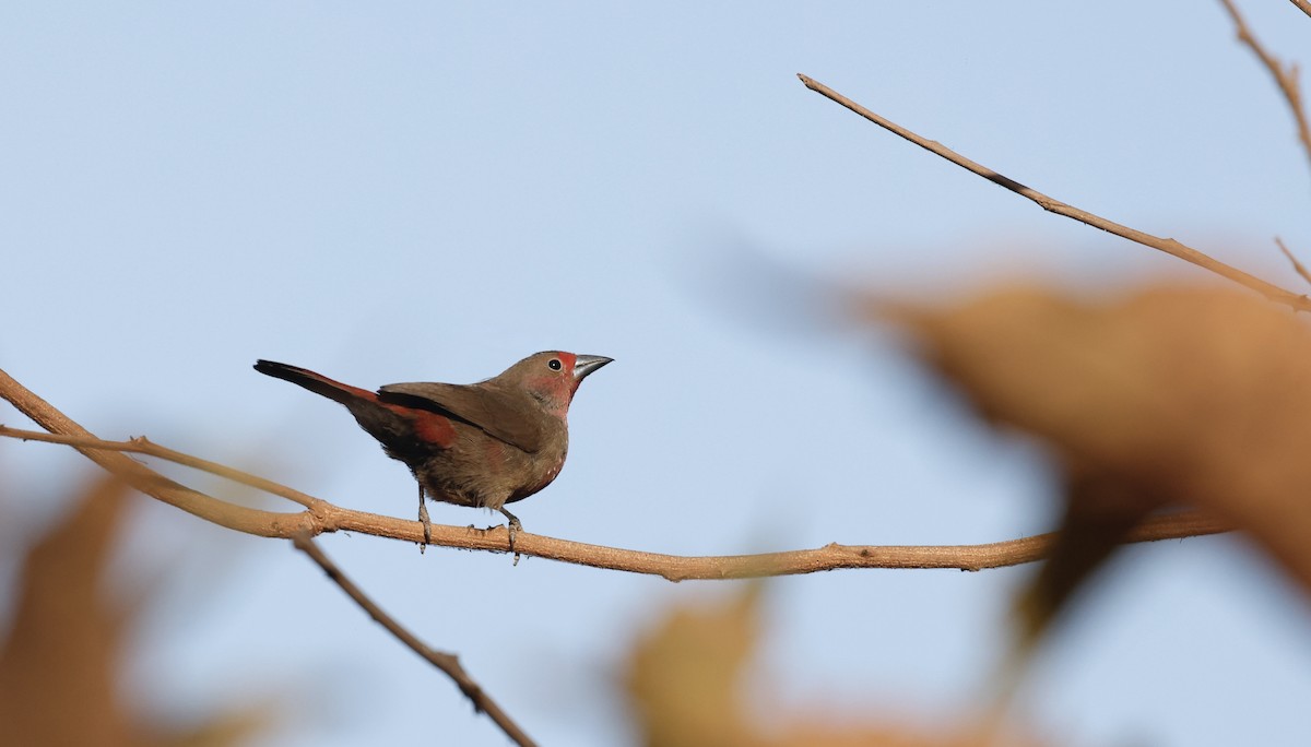 Mali Firefinch - ML620486399