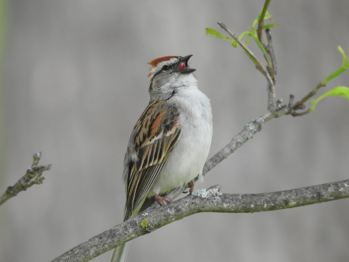 Chipping Sparrow - ML620486401