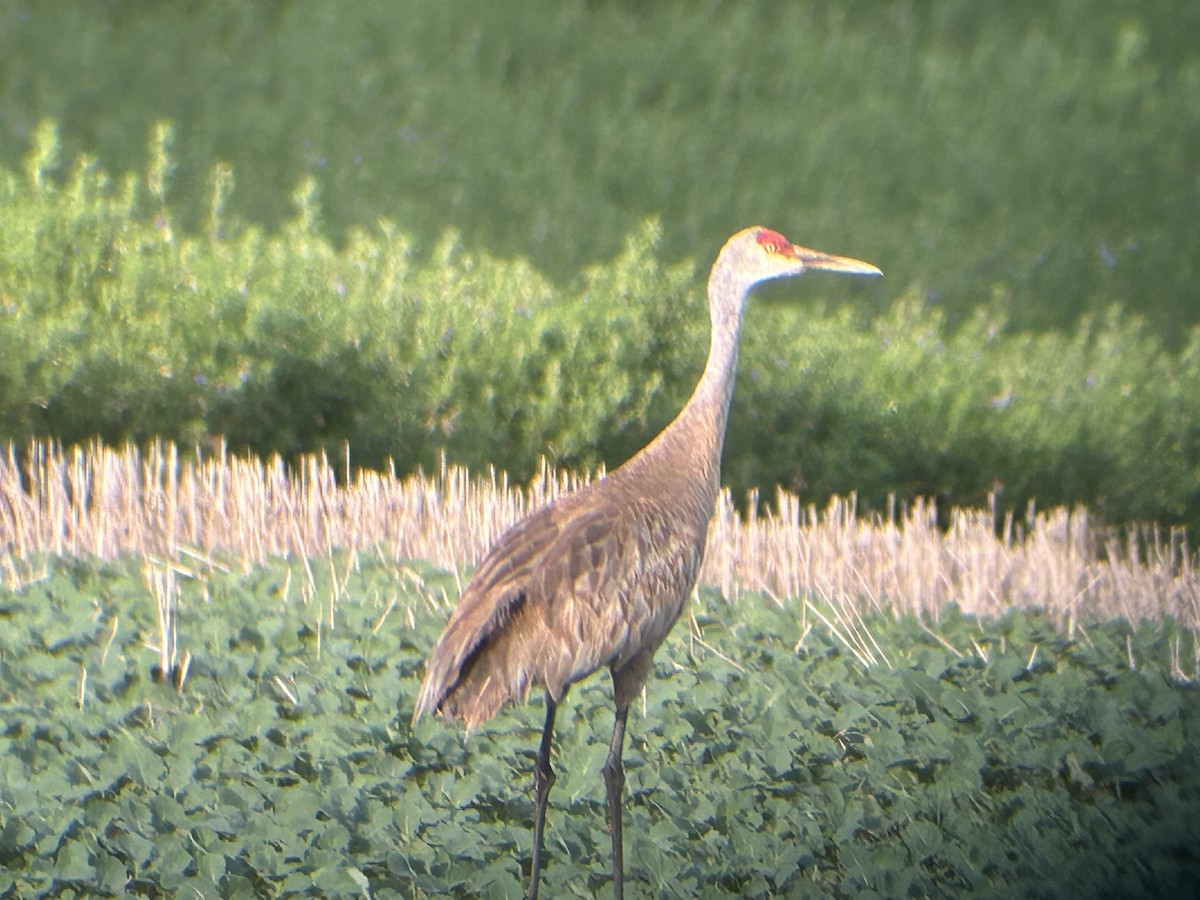 jeřáb kanadský - ML620486402