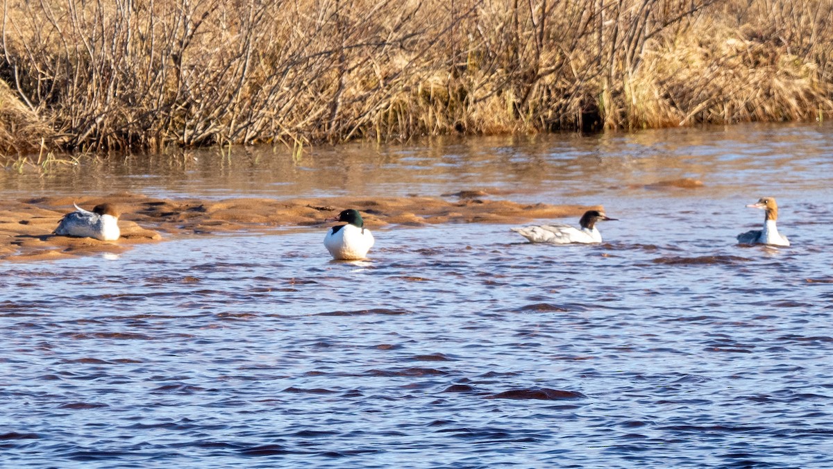 Common Merganser - ML620486405