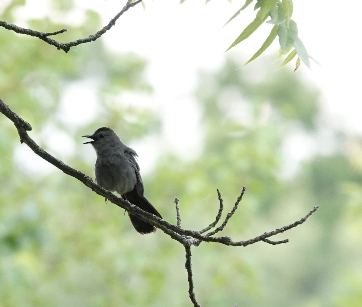 Gray Catbird - ML620486406