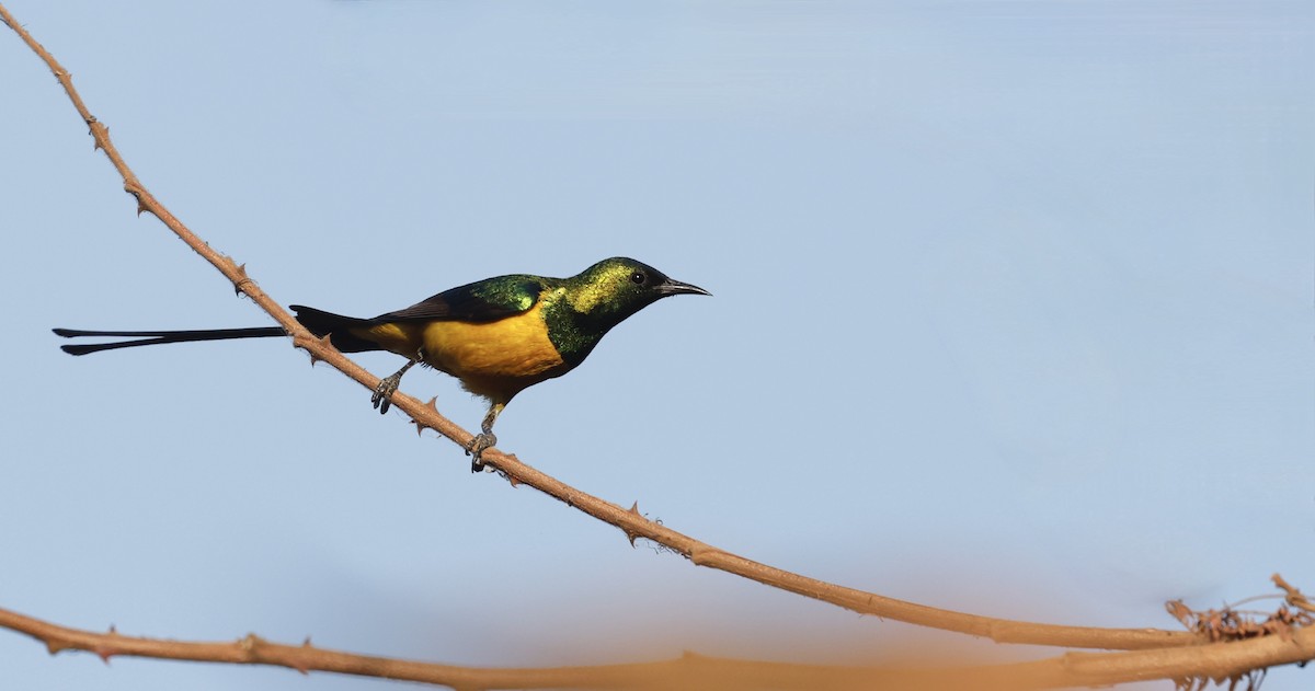 Pygmy Sunbird - ML620486407