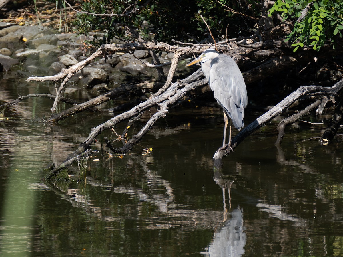 Gray Heron - Hiroyuki Tamura