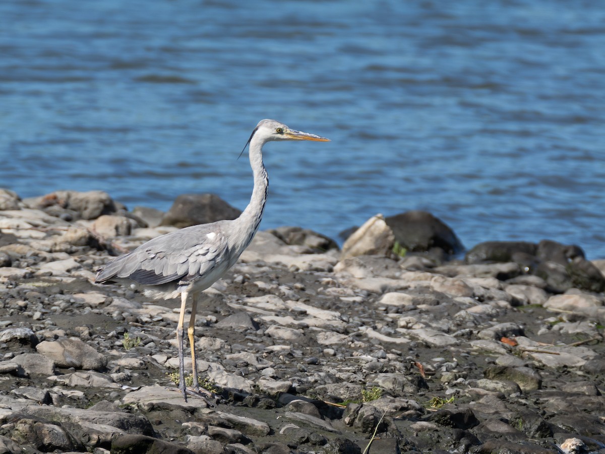 Gray Heron - ML620486410