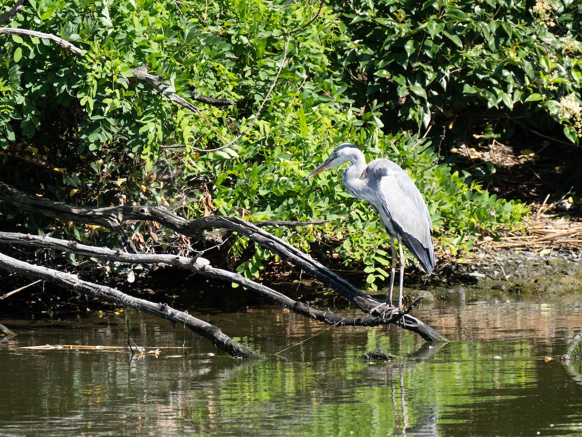 Gray Heron - ML620486411