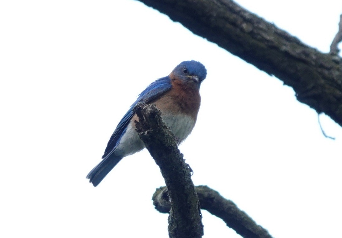 Eastern Bluebird - ML620486413