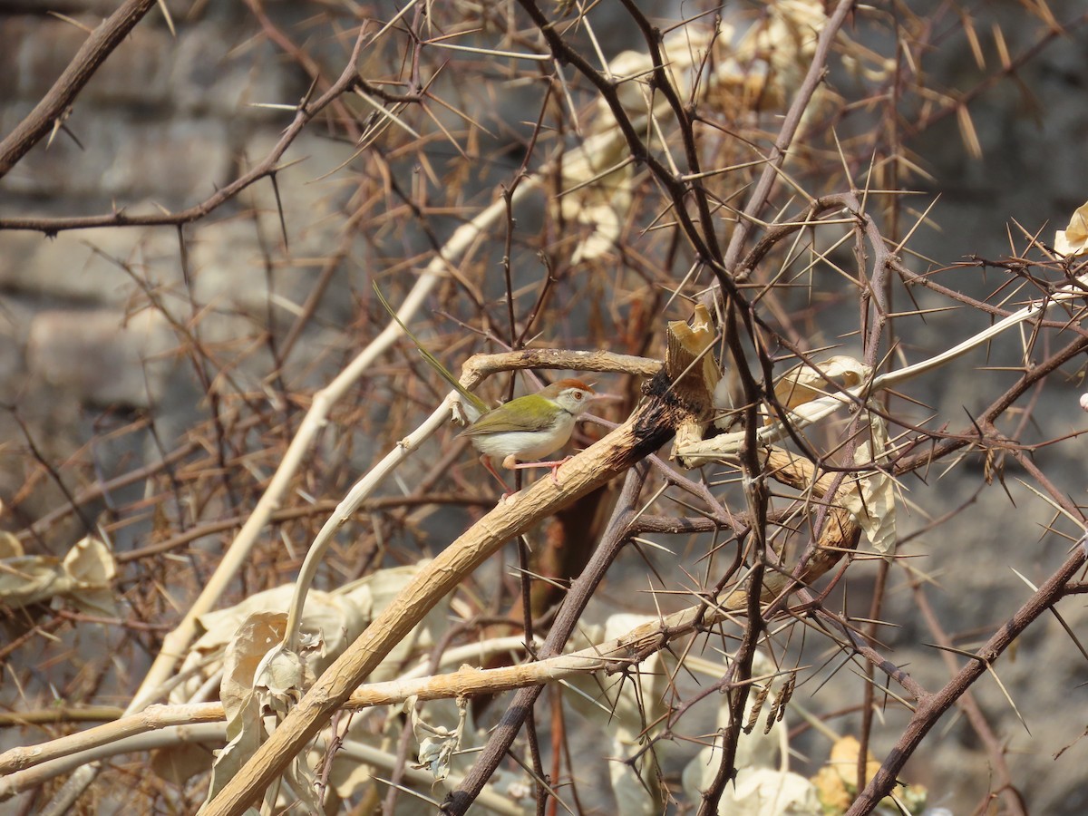 Rotstirn-Schneidervogel - ML620486414