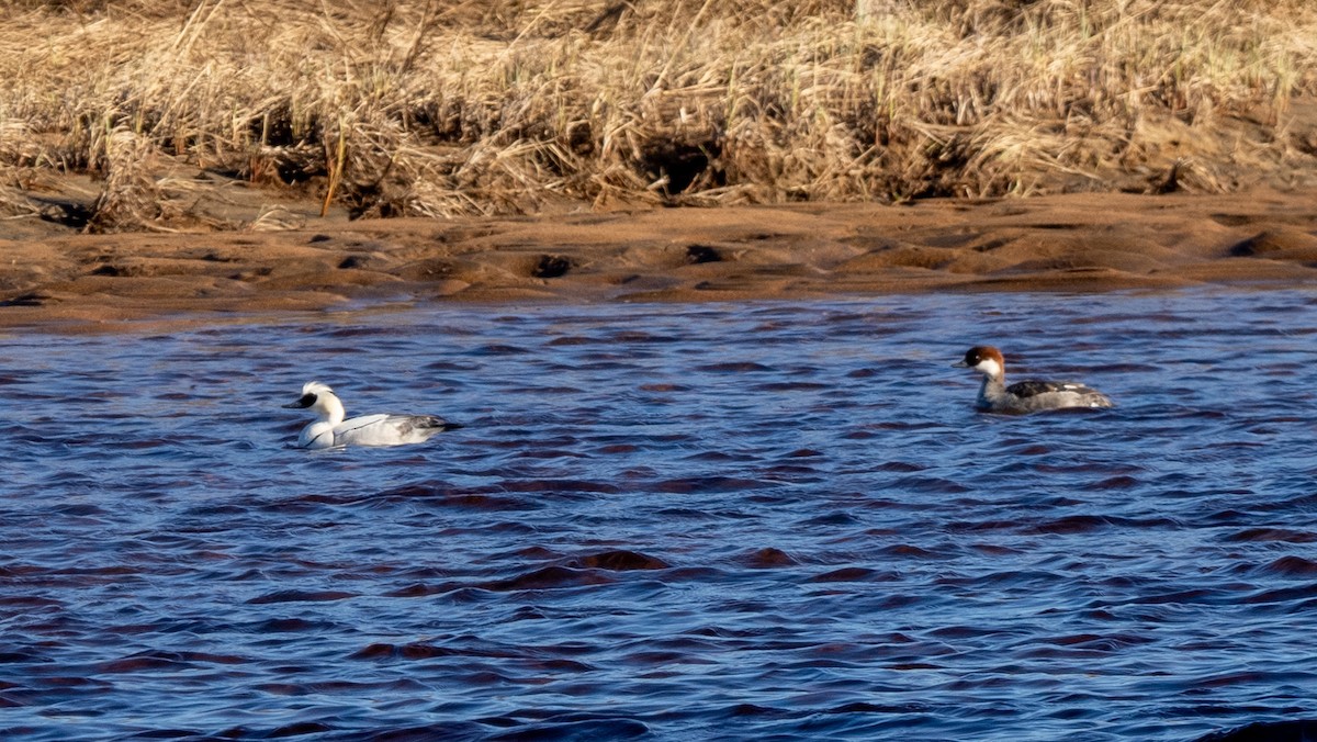 Smew - ML620486417