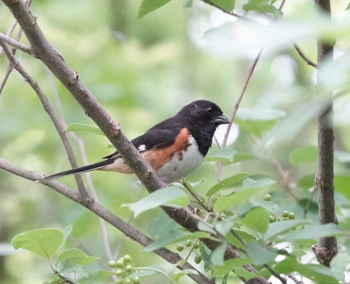 Eastern Towhee - ML620486418