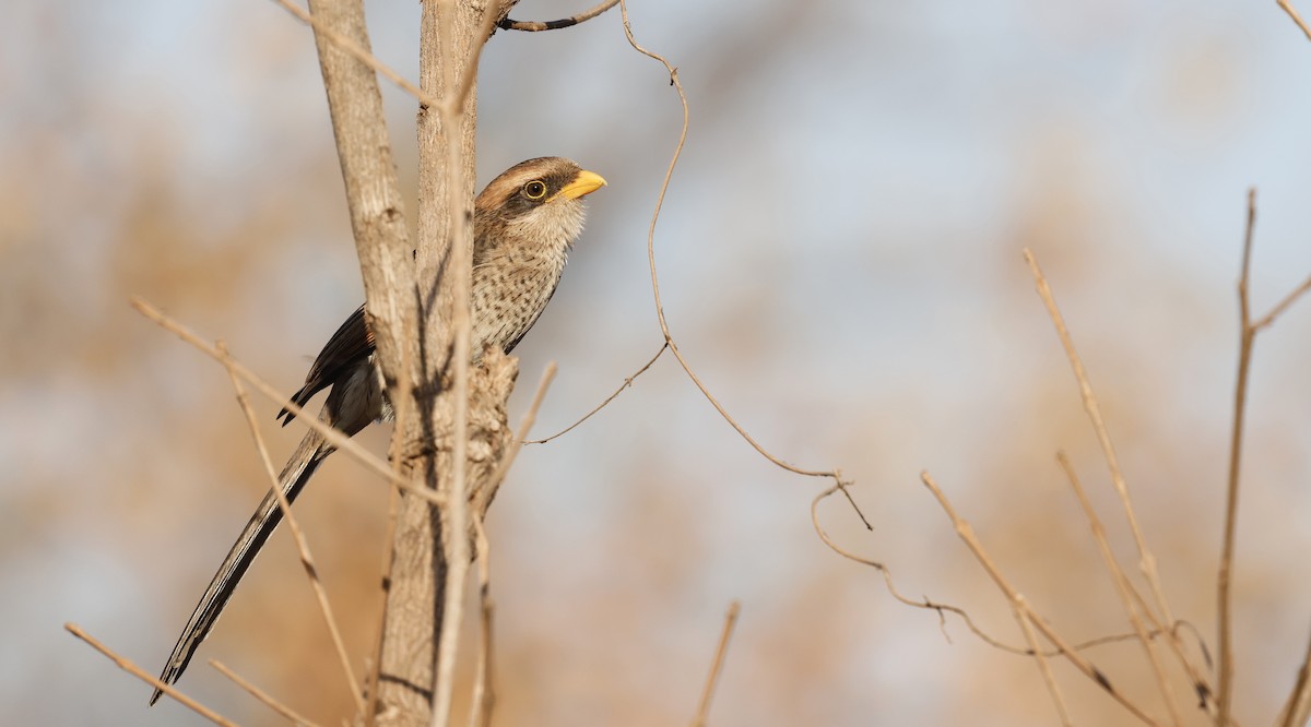 Yellow-billed Shrike - ML620486419