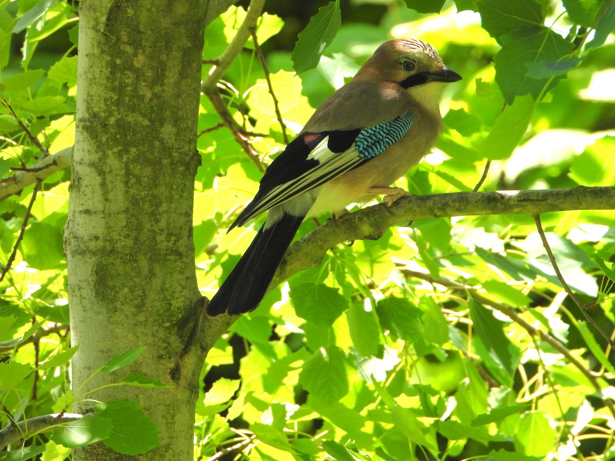 Eurasian Jay - ML620486425