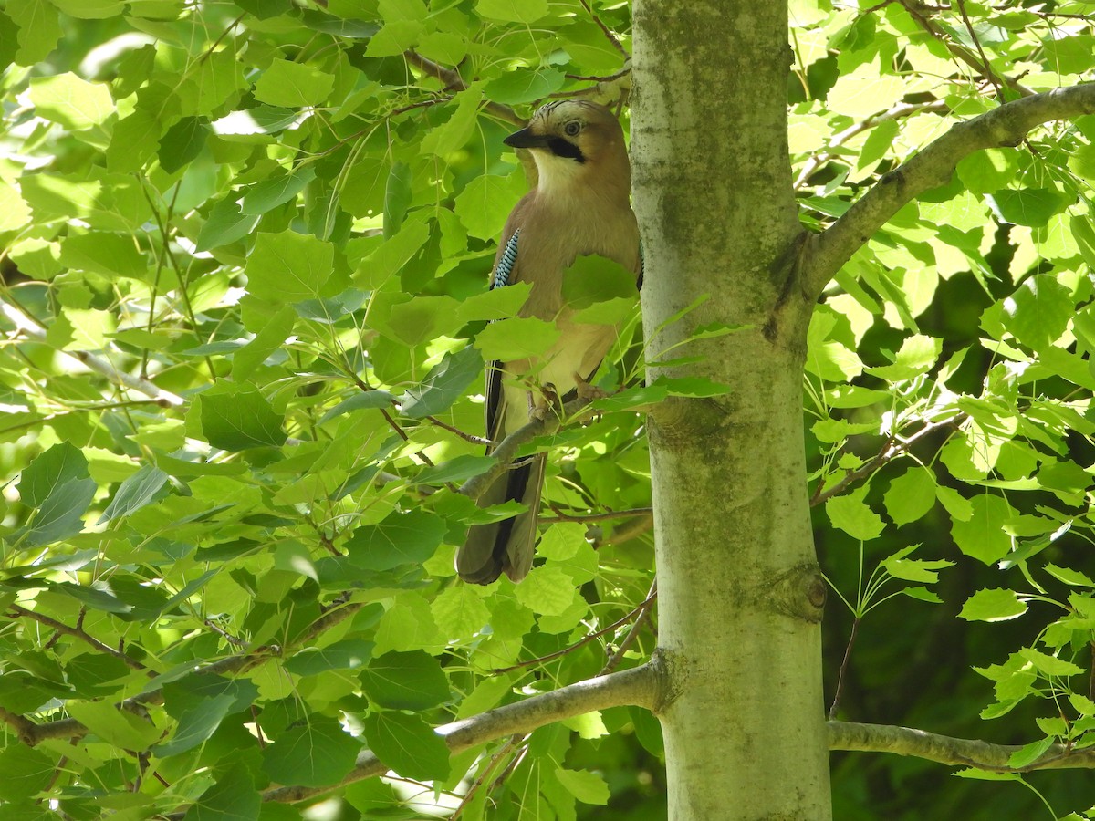 Eurasian Jay - ML620486426