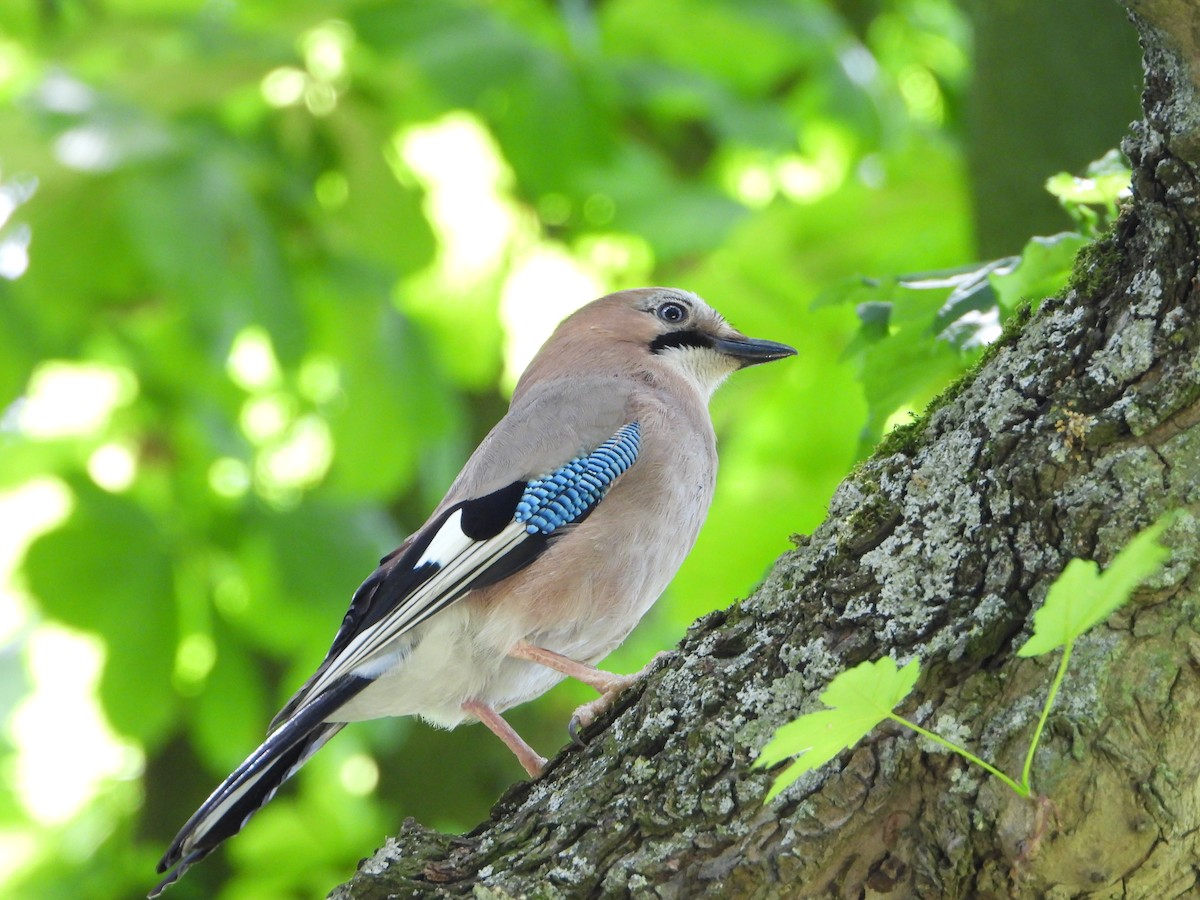 Eurasian Jay - ML620486427