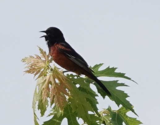 Orchard Oriole - ML620486428