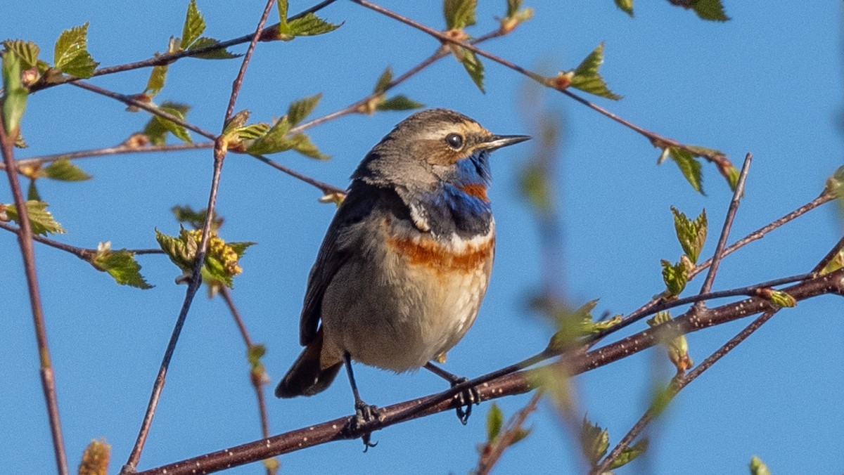 Bluethroat (Red-spotted) - ML620486429
