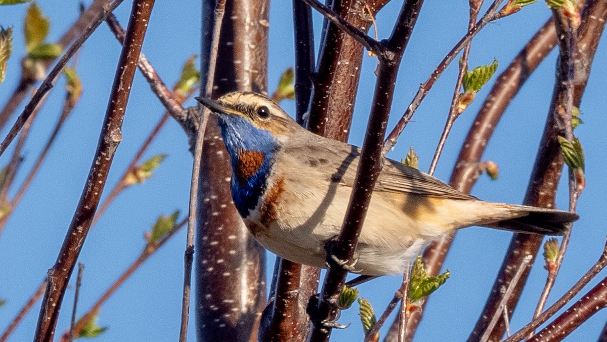 Bluethroat (Red-spotted) - ML620486430