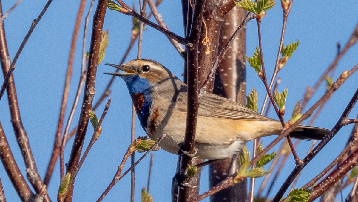 Bluethroat (Red-spotted) - ML620486431