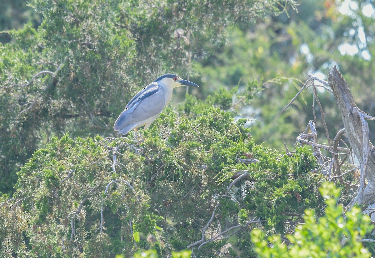 Black-crowned Night Heron - ML620486433