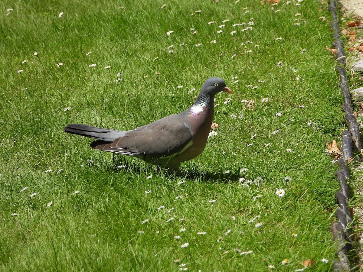 Rock Pigeon (Feral Pigeon) - ML620486440