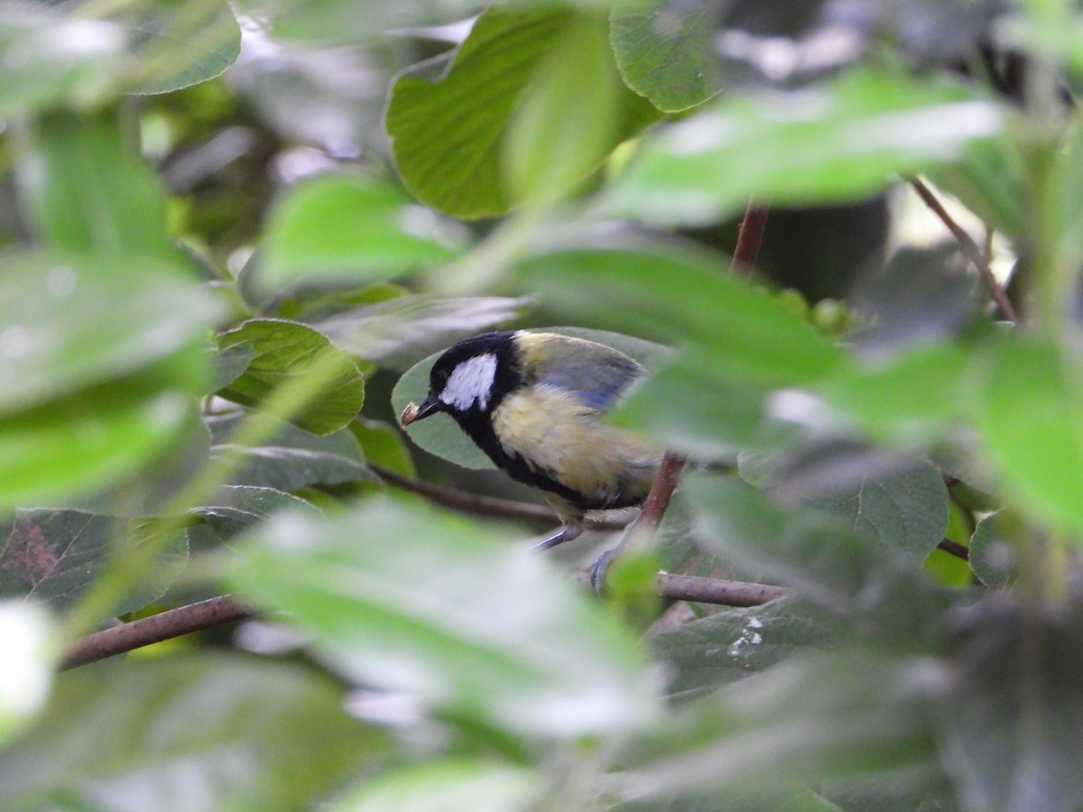 Mésange charbonnière - ML620486446