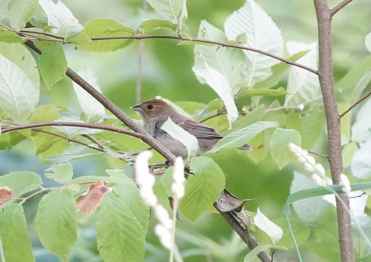 Indigo Bunting - ML620486448