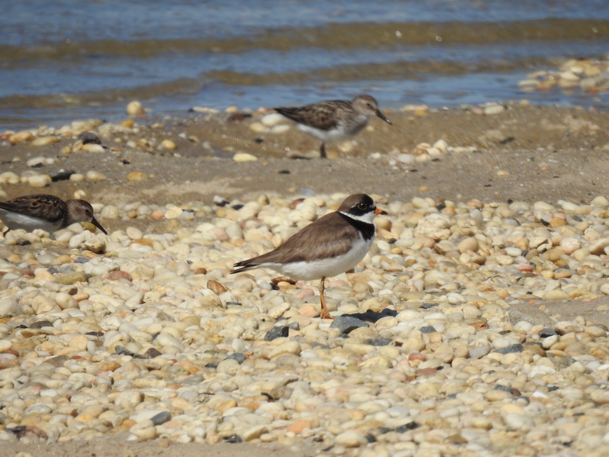 Semipalmated Plover - ML620486450