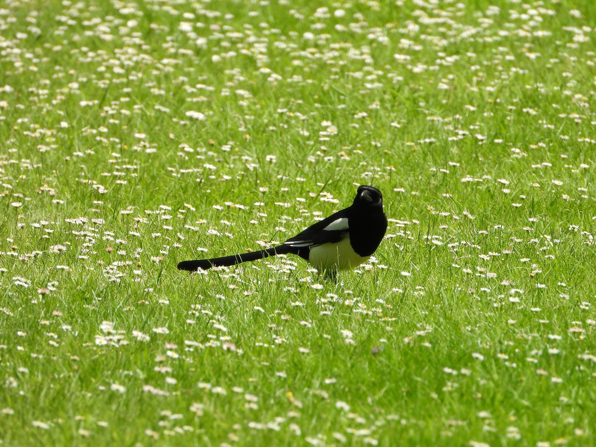 Eurasian Magpie - ML620486451