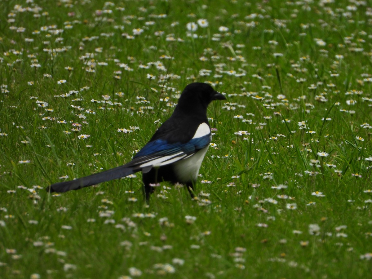 Eurasian Magpie - valerie pelchat