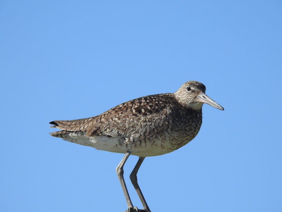 Willet - ML620486454