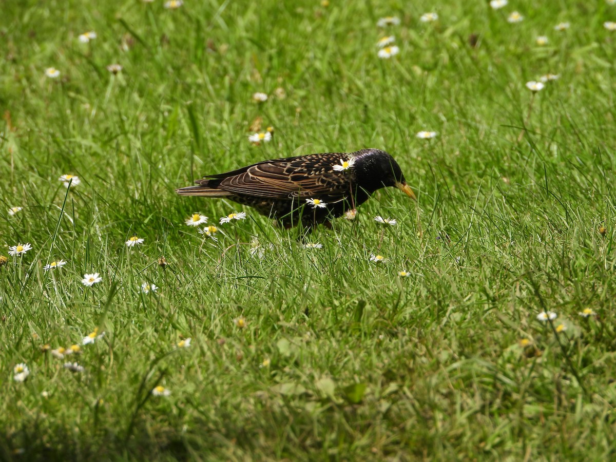 European Starling - ML620486456