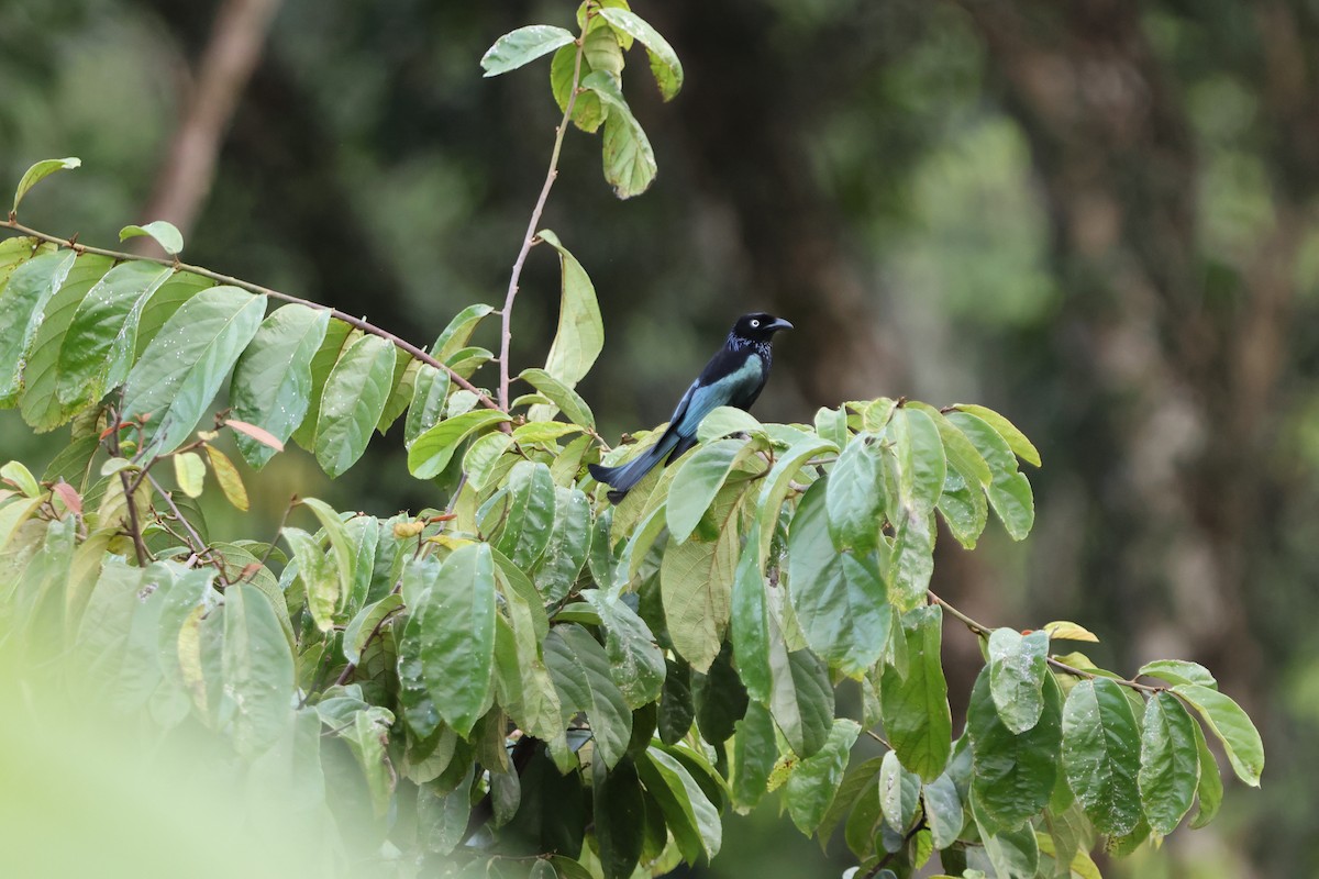 Drongo Crestudo (leucops/banggaiensis) - ML620486470