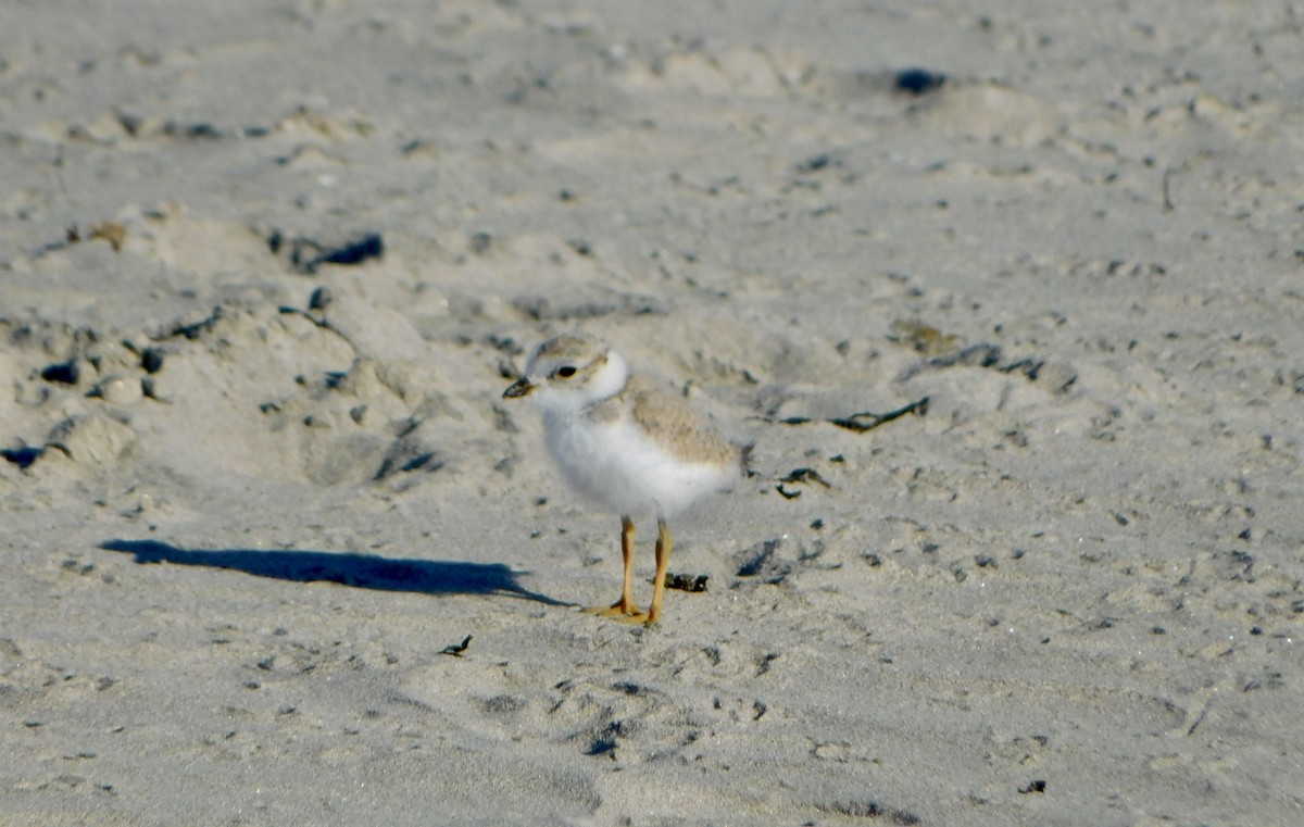 Piping Plover - ML620486482