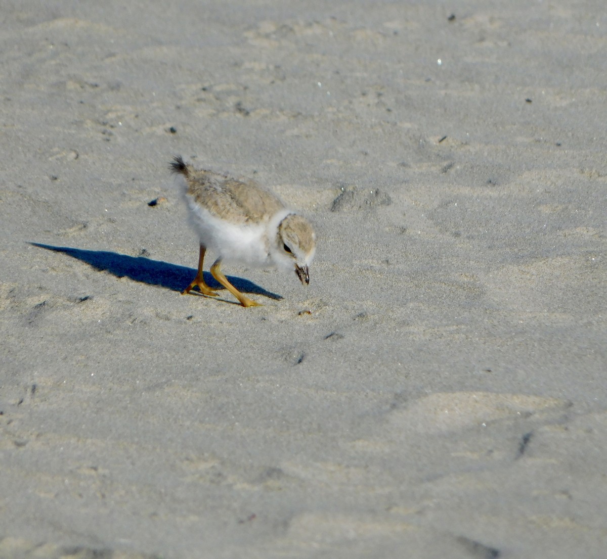 Piping Plover - ML620486484