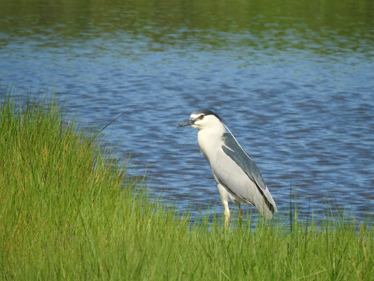 Black-crowned Night Heron - ML620486485