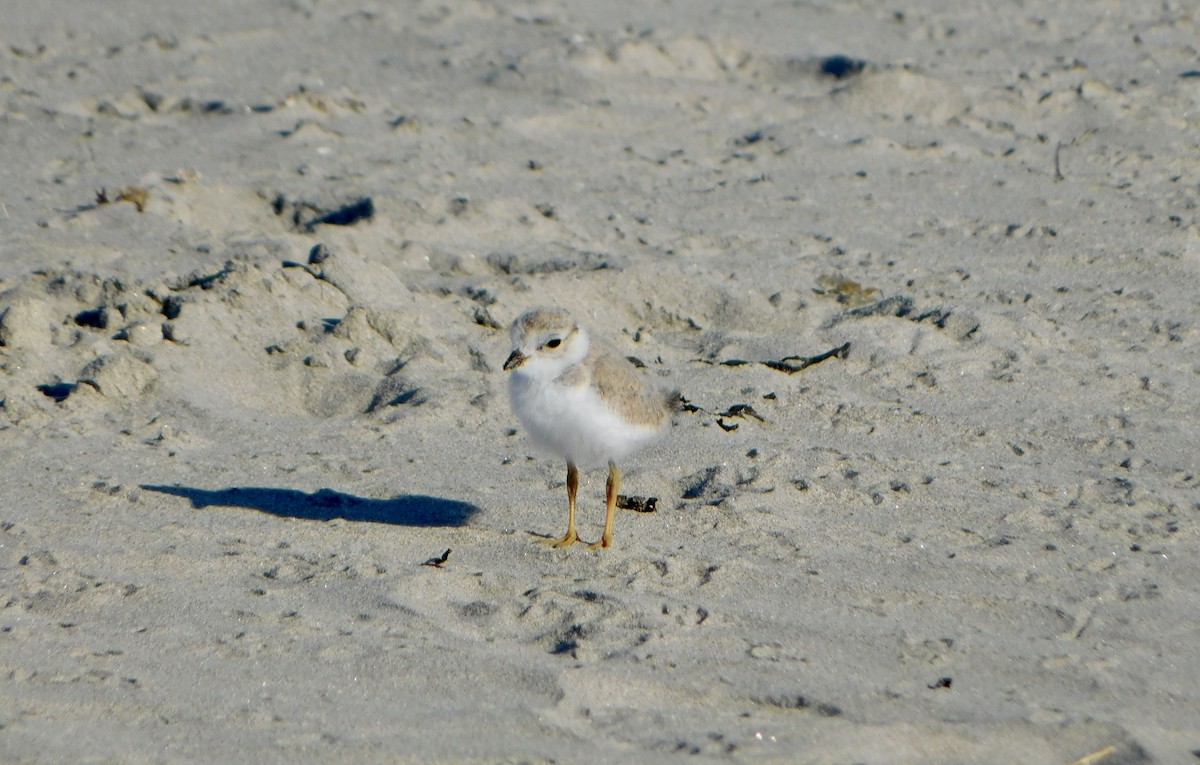 Piping Plover - ML620486486
