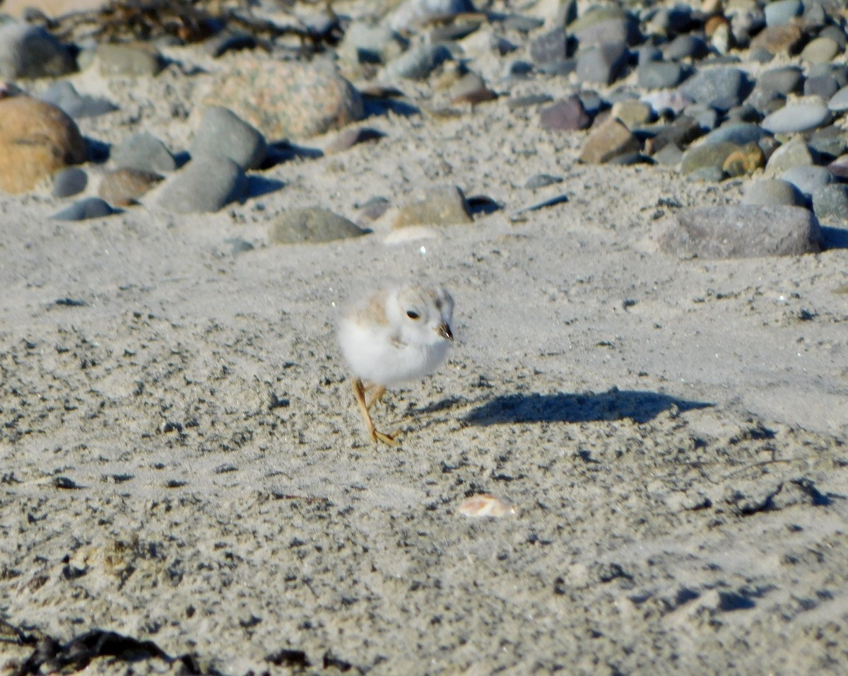 Piping Plover - ML620486487