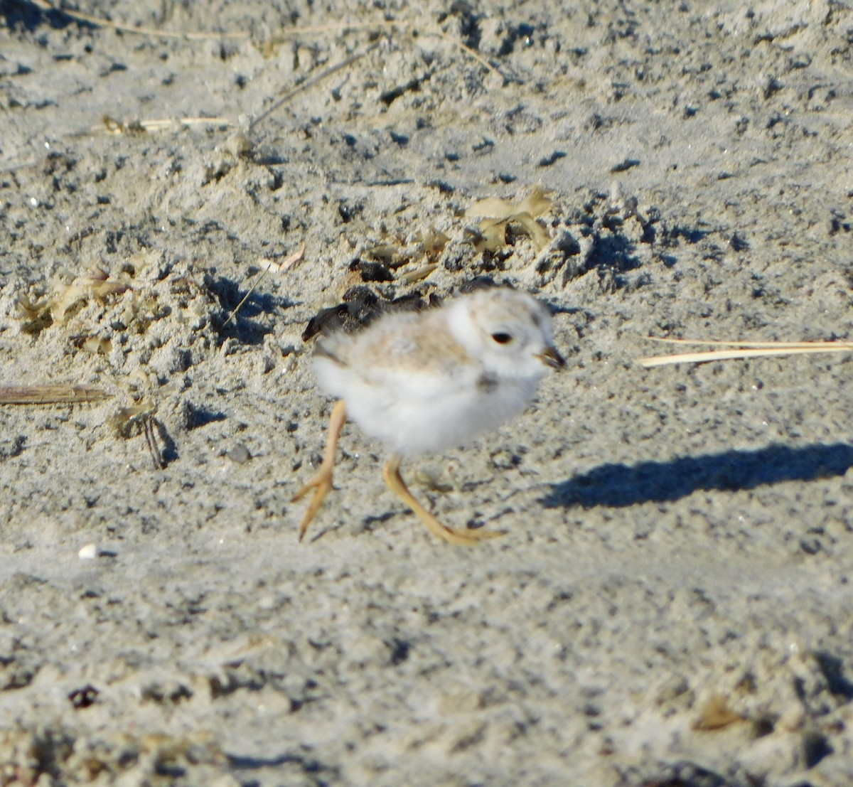 Piping Plover - ML620486488