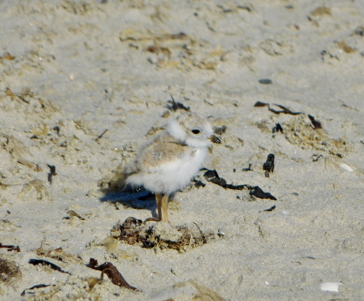 Piping Plover - ML620486489