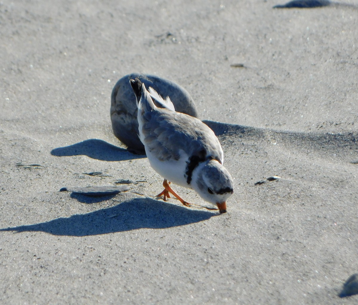 Piping Plover - ML620486490