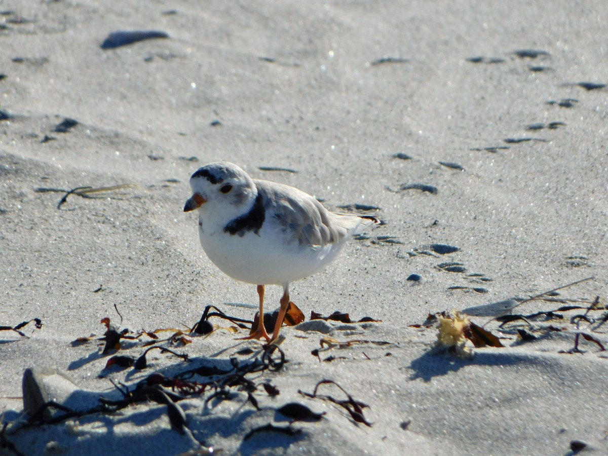 Piping Plover - ML620486491