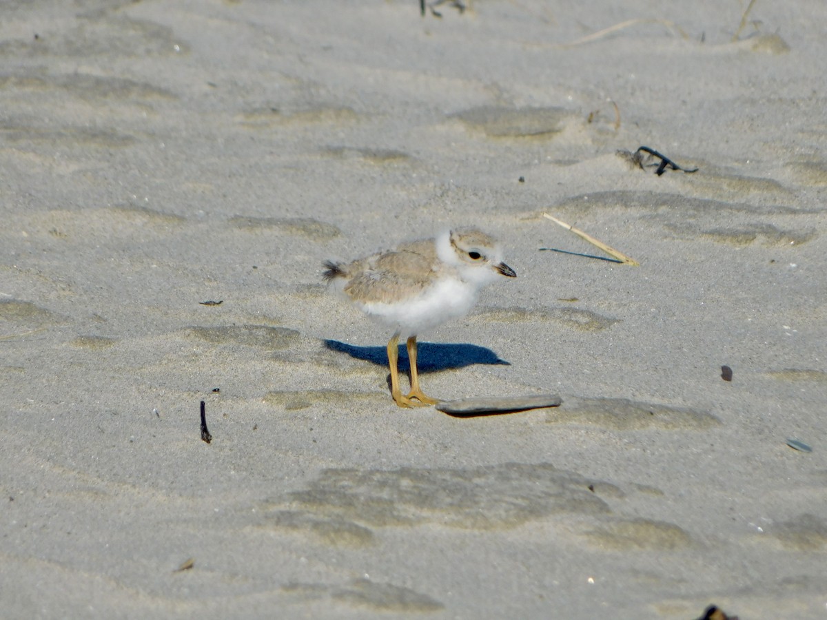 Piping Plover - ML620486492