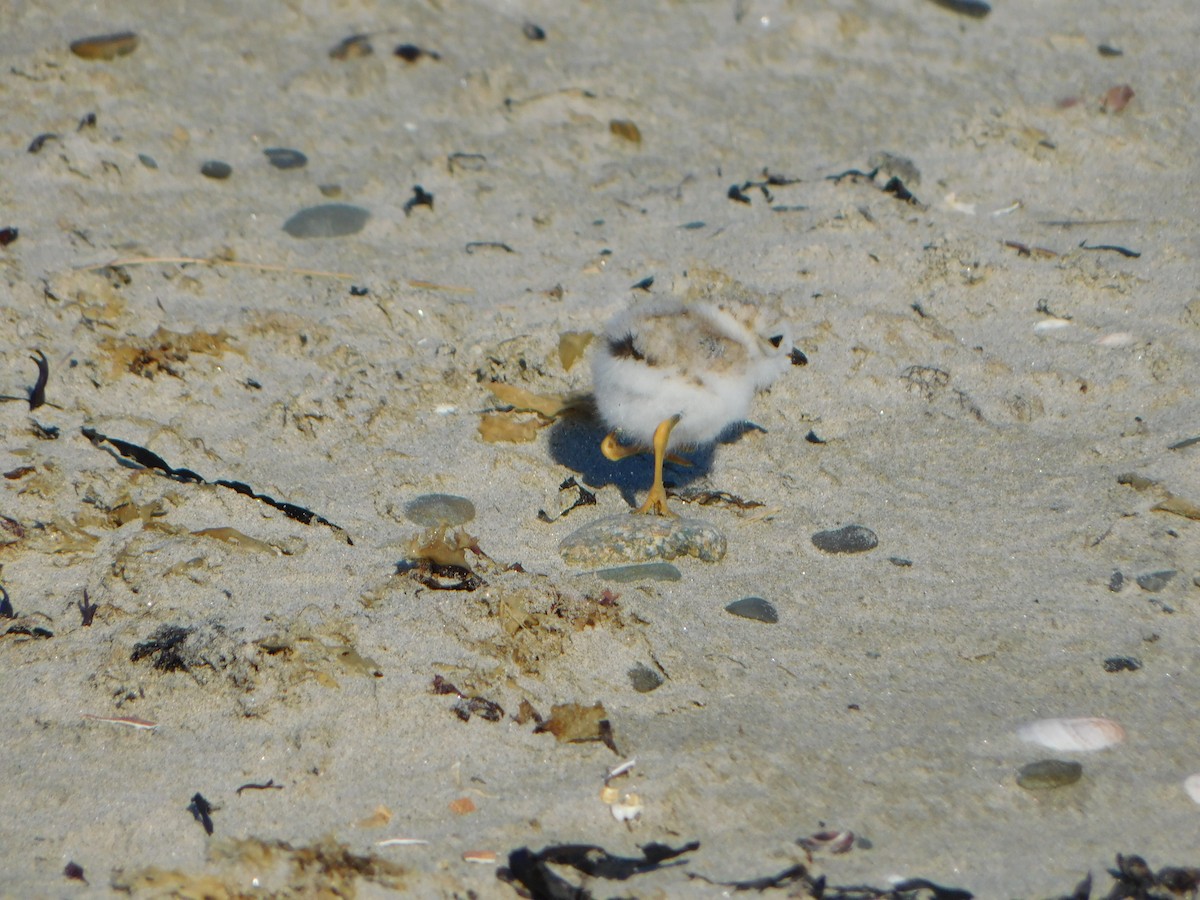 Piping Plover - ML620486493