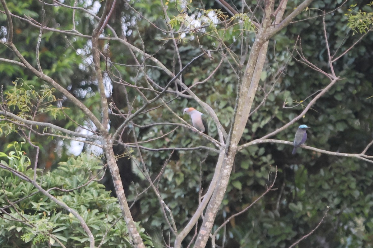 Бронзовый плодовый голубь (paulina) - ML620486494