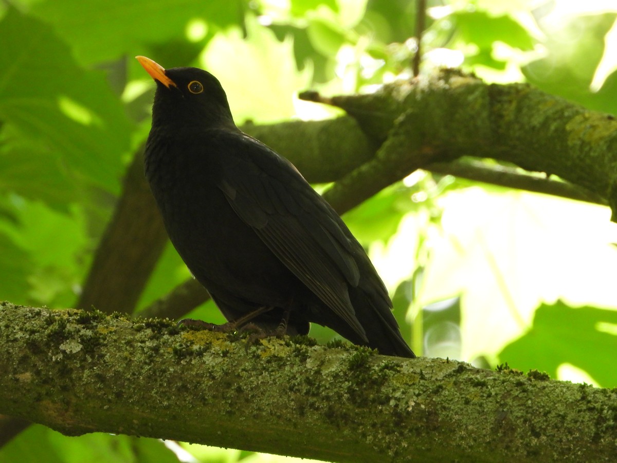 Eurasian Blackbird - valerie pelchat