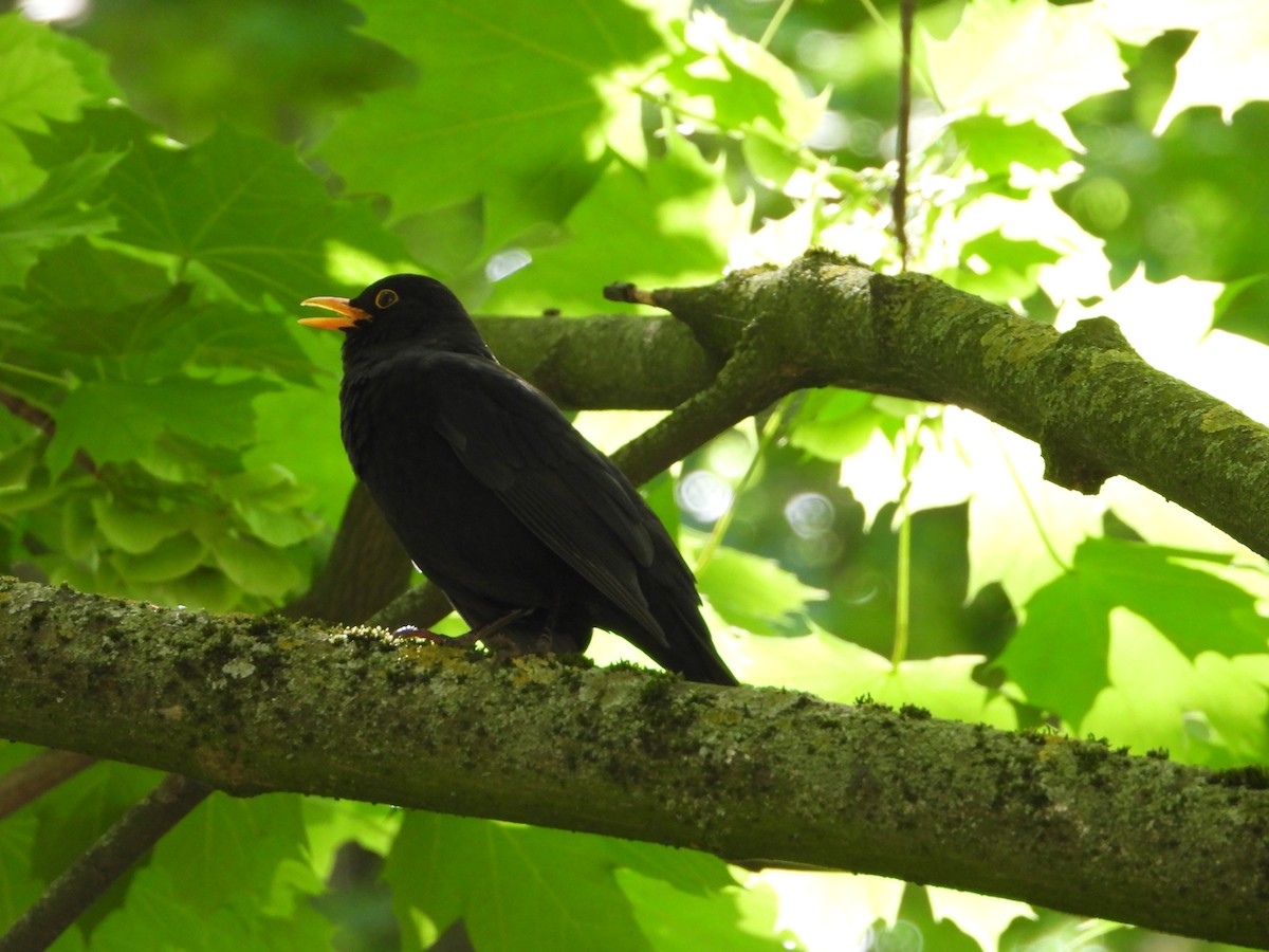 Eurasian Blackbird - ML620486509