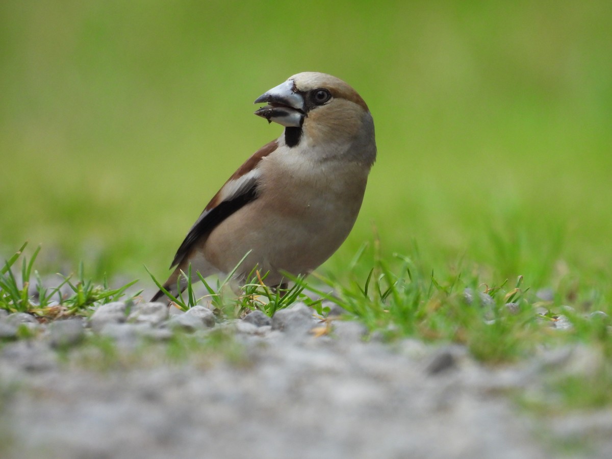 Hawfinch - ML620486510